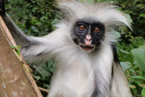 Tolstye majmuni ili količine: značajke života Tolstye majmuni ili količine: značajke života